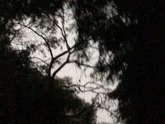 -成都大熊猫繁育研究基地