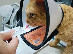 -安安宠医·臻爱宠物医院·宠保定点(营门口路分院)