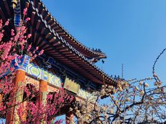 -梅花山(明孝陵内)