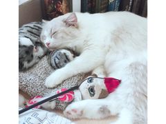 -瞄一喵猫咖(格力海岸店)