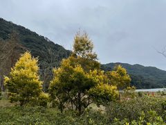 -广州市石门国家森林公园