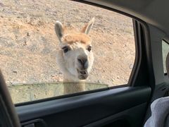 -新疆天山野生动物园