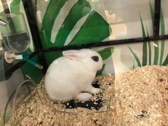 -藦茜花园宠物主题亲子互动体验馆(国顺东路店)
