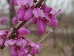 -黄帝陵