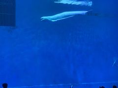 -芜湖新华联大白鲸海洋公园