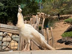 -青藏高原野生动物园