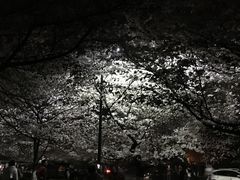 -武汉大学-樱园