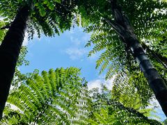-中国科学院西双版纳热带植物园