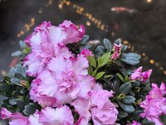 -钦善斋·养生膳食·精典川菜(武侯祠店)