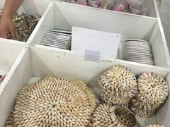 -贝壳梦幻世界