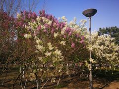 -大兴滨河森林公园