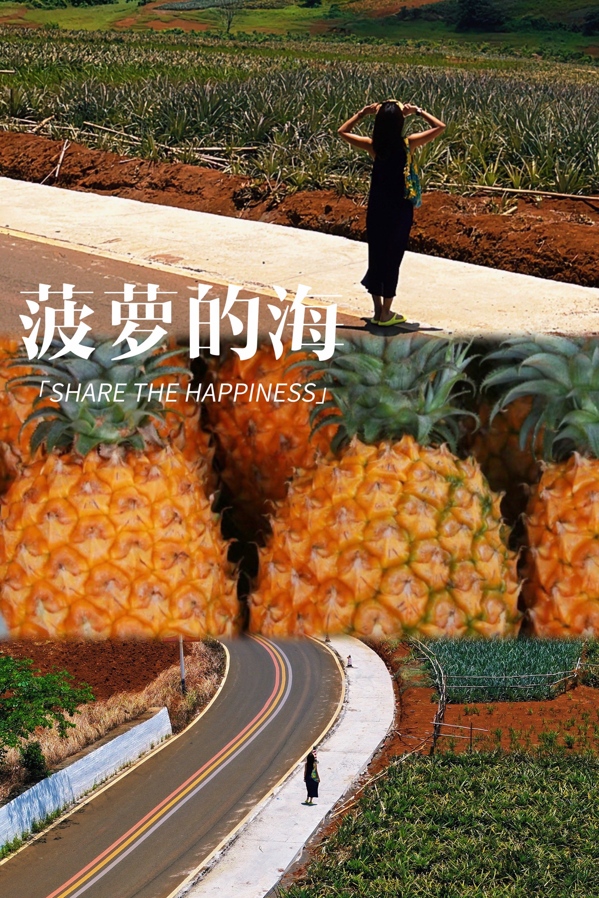 中国最美田园徐闻菠萝的海