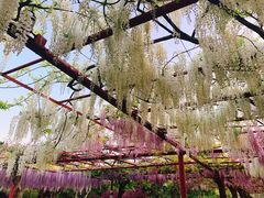 -嘉定紫藤园