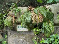 -深圳仙湖植物园