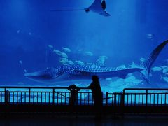 -烟台海昌鲸鲨海洋公园
