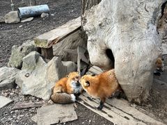 -宫城藏王狐狸村