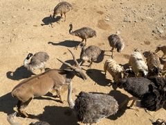 -泉州海丝野生动物世界