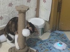 -瑞鹏宠物医院·骨科·猫科·内科(第一中心)