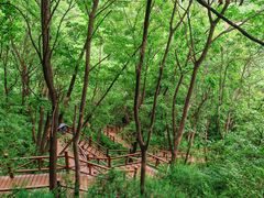 -大岭沟猕猴桃谷风景区