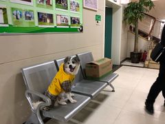 -康旭宠物医院(郑州总院)