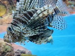 -上海海洋水族馆