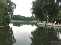 -莲花池公园