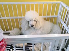 -优缇多格专业宠物美容师培训学校