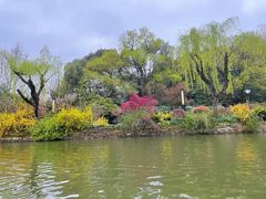 -高东镇樱花园