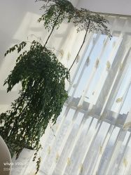 -HEYAN荷妍专业脱毛连锁机构