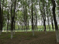 -东郊湿地公园