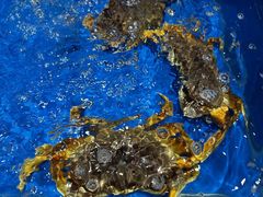 -帝皇海海鲜豆捞(桐泾商务广场店)