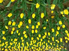 android_upload_pic-洛阳郁金香牡丹园