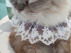 -怪兽屋·羊驼·猫咖·狗咖(俊华广场店)