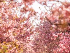 -上海辰山植物园