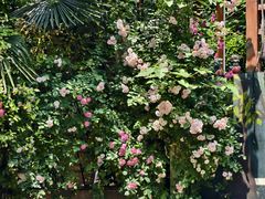-谷咖啡·鲜花绿植花园餐厅