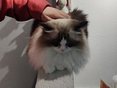 -琪喵猫屋·撸猫猫咖·猫舍