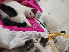 -宠福鑫康馨动物医院·骨科·眼科