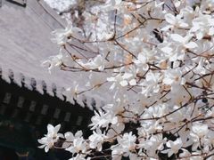 -护国法轮寺