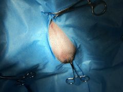 -菲尔斯特宠物医院