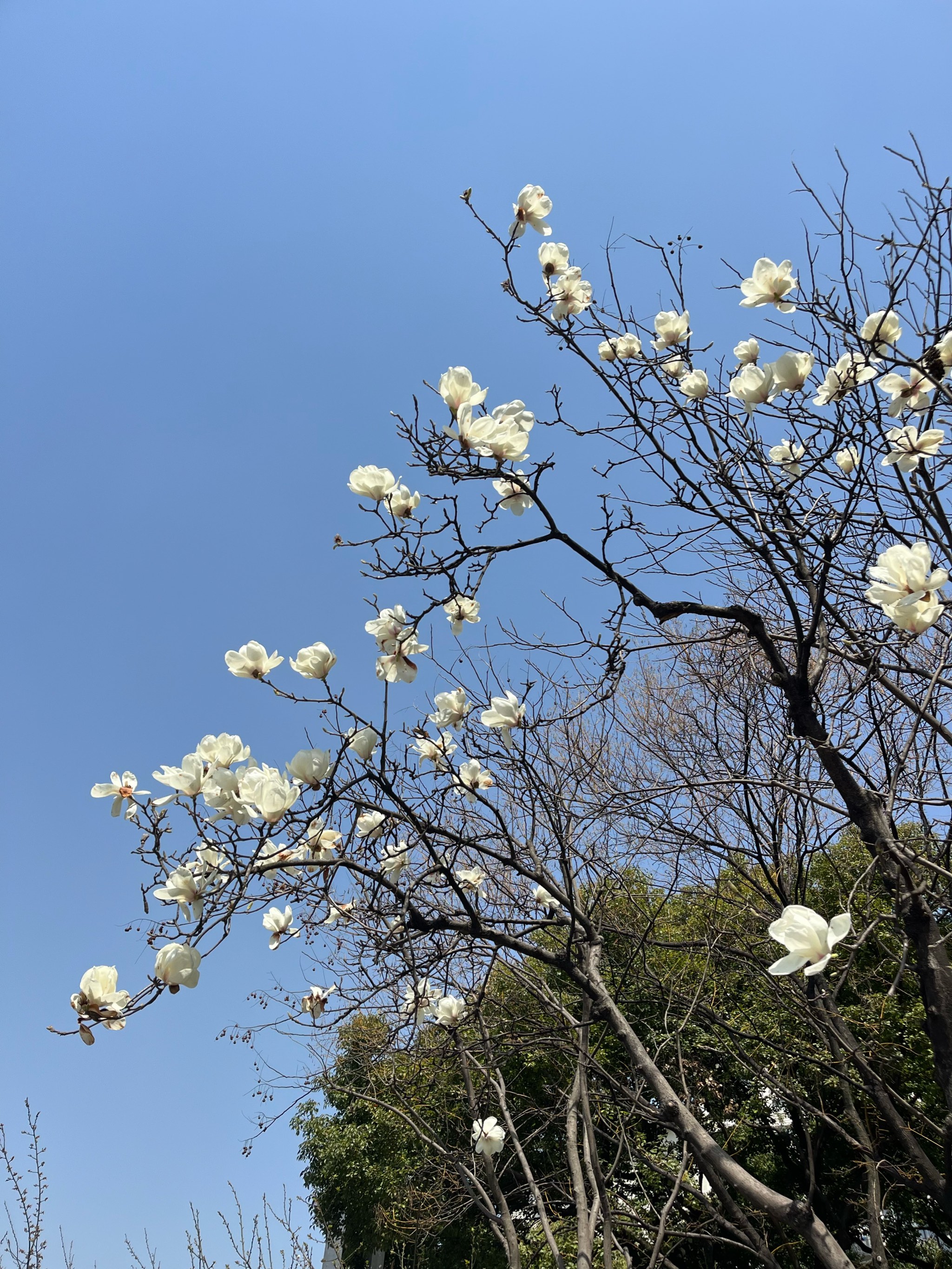 上海市市树市花图片