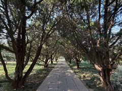 -洛阳古墓博物馆