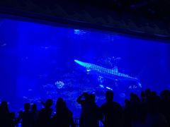 -烟台海昌鲸鲨海洋公园