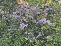 -杭州半山国家森林公园