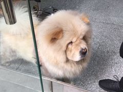 -熊猫不走生日蛋糕(东城店)