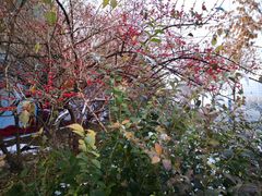 -大兴滨河森林公园