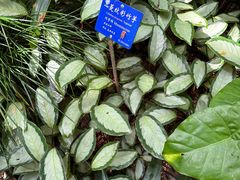-中国科学院西双版纳热带植物园