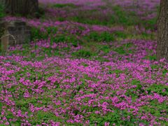 -蜀冈西峰生态公园