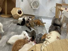 -楼上猫咖(罗湖店)