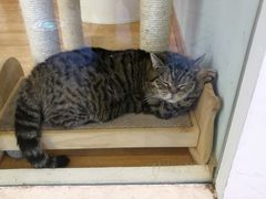 -猫冇咖·家门口的撸猫馆(大融城店)