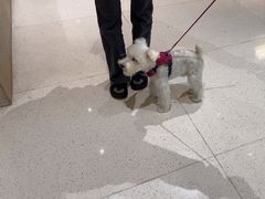 -帕帕拉兹宠物(亚洲旗舰店)